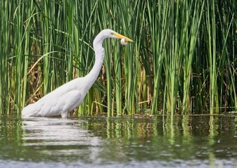 Great White Egret at a Lake in Northern Latvia, August 2024