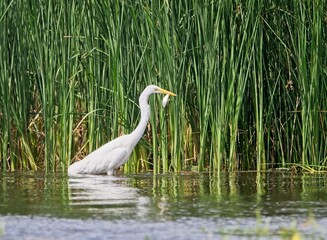 Great White Egret at a Lake in Northern Latvia, August 2024