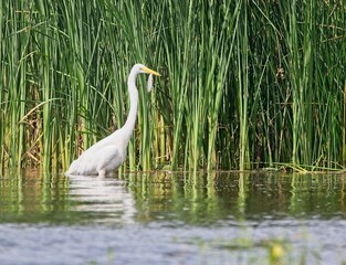 Great White Egret at a Lake in Northern Latvia, August 2024