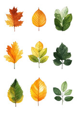 Obraz premium Variety of Common Leaves, Green, Yellow, and Orange Flora On Transparent Background