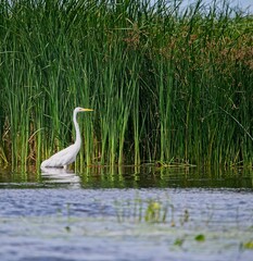 Great White Egret at a Lake in Northern Latvia, August 2024