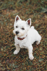 small west highland white terrier dog sitting in park outdoors in sunny day, dogwalking concept