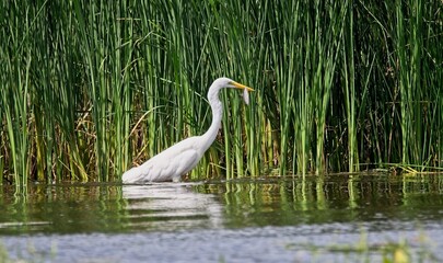 Great White Egret at a Lake in Northern Latvia, August 2024