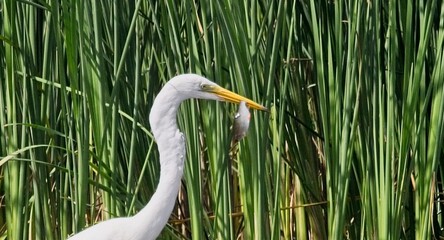 Great White Egret at a Lake in Northern Latvia, August 2024
