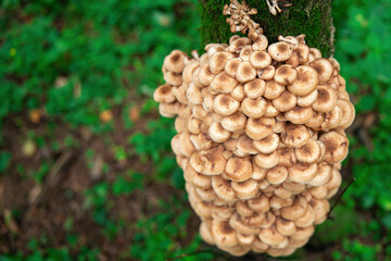 vibrant cluster of yellow mushrooms thrives on a weathered tree, showcasing nature's resilience and beauty. Their striking color contrasts with the bark, creating an enchanting woodland scene