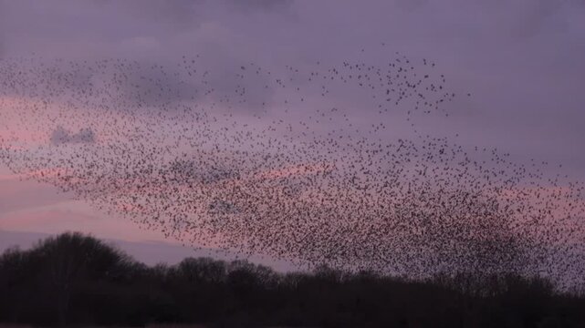 Amazing starling murmuration with many thousands of birds flying in the evening sky. Natural wonder of nature in England UK 4K