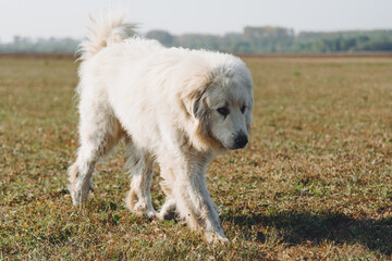 huge white Pyrenean Mountain Dog dashing in field outdoors in sunny day, dogwalking concept