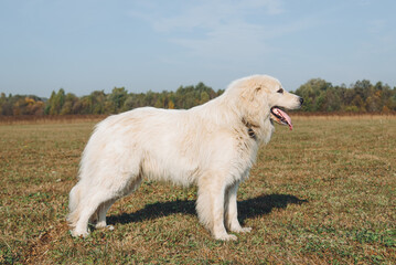 huge white Pyrenean Mountain Dog standing in field outdoors in sunny day, dogwalking concept