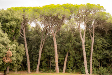 Stone pines (botanical name Pinus pinea) also known as the Italian stone pine, Mediterranean stone...