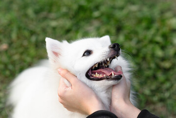 white Japanese Pomeranian Spitz plays with owner on walk in park, tickling muzzle and cheeks,...