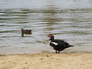 beautiful muscovy duck animal bird colors big feathers beak