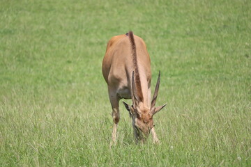 beautiful nature park full of animals of all kinds