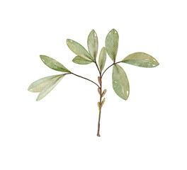 A Delicate Green Leafy Branch Perfectly Displaying Its Vivid and Beautiful Texture