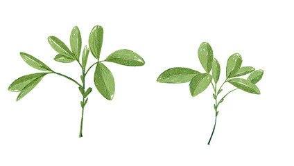 Watercolor Delicate Green .Painting isolated on white background.