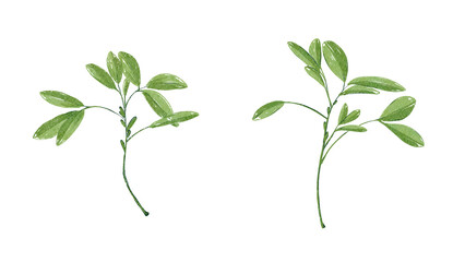 Watercolor Delicate Green .Painting isolated on white background.