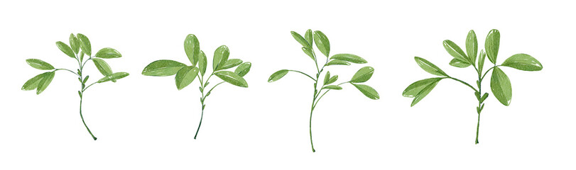 Watercolor Delicate Green .Painting isolated on white background.