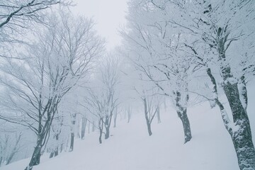 Fototapeta premium Snow-Covered Trees in a Winter Forest