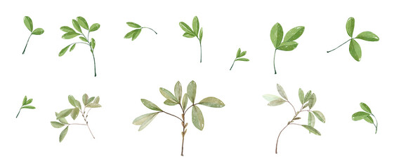 Watercolor Diverse Collection of Green Leaves that is Perfect for Inspiration in NatureThemed Designs