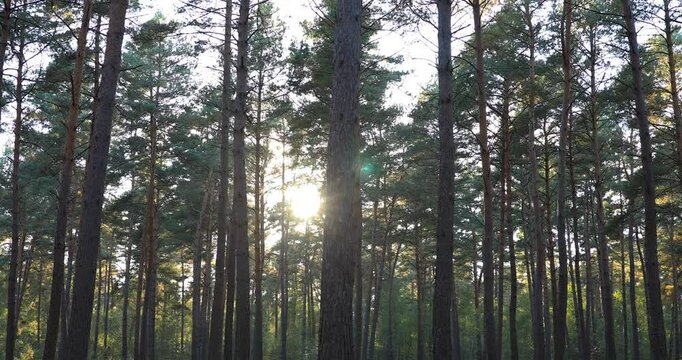Promenade en For&ecirc;t d'Ermenonville en Hauts-de-France
