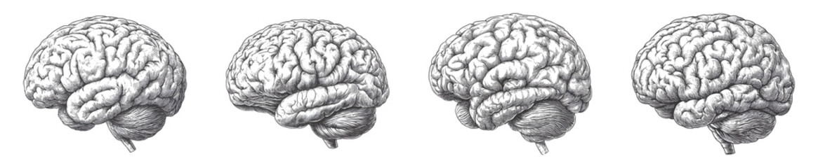 Fototapeta premium Set of Four Vintage Human Brain Illustrations Isolated on Transparent Background PNG