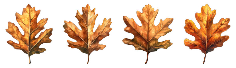 Fototapeta premium Set of Four Autumn Oak Leaves Isolated on Transparent Background PNG