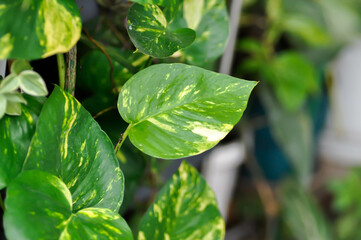 Devils Ivy, Golden Pothos or Hunters Robe or Epipremnum aureum or Araceae