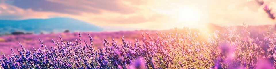 Naklejka premium beautiful lavender field. Selective focus
