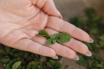 Macro photo of female hand hold mint leaf. Natural drying at home. Green dried mint on wax paper.