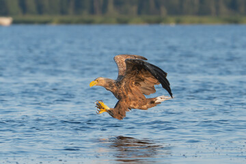 White tailed eagle - haliaeetus albicilla - in flight to catch fish with spread wings with blue water in background. photo from szczecin lagoon in Poland © PIOTR