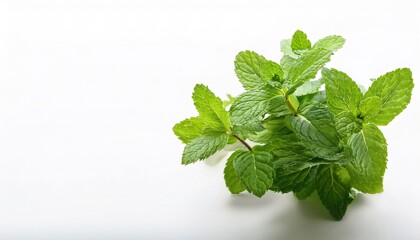 Mentha, or mint is an aromatic, almost exclusively perennial herb. warm, fresh, aromatic, sweet flavor with a cool aftertaste, and are used in teas, beverages, jellies, syrups, candies, and ice cream
