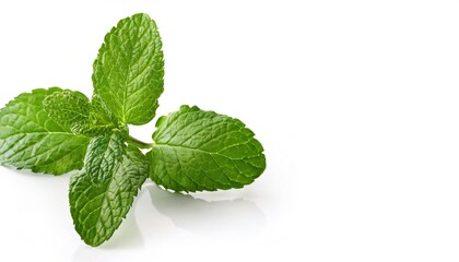 Mentha, or mint is an aromatic, almost exclusively perennial herb. warm, fresh, aromatic, sweet flavor with a cool aftertaste, and are used in teas, beverages, jellies, syrups, candies, and ice cream