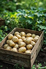potatoes in a box. Selective focus