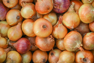 a close-up of the bow in the background. Onion harvest concept