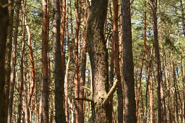 Obraz premium a forest with tall pines.