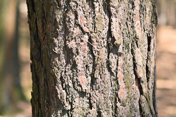 Obraz premium part of the trunk of a pine tree. tree bark close-up.