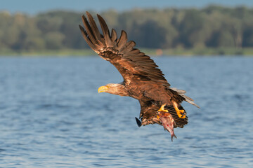 White tailed eagle - haliaeetus albicilla - in flight with fish in claws with spread wings and blue water in background. Photo from Szczecin lagoon in Poland