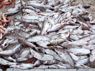 Fototapeta premium fresh fish at the market in Khorfakkan, Sharjah