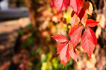 autumn background. beautiful red autumn leaves