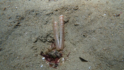 Seashell of bivalve mollusc minor jackknife clam (Ensis minor) undersea, Aegean Sea, Greece,...