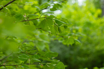 Green spring leaves background forest nature