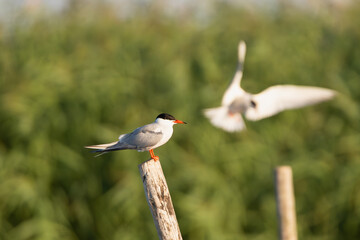 Common tern - Sterna hirundo - on stump with another tern in background. Photo from Szczecin Lagoon...