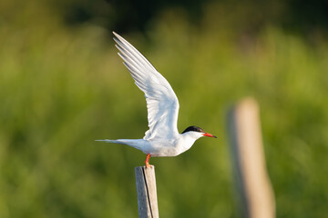 Common tern - Sterna hirundo - on stump with spread wings at green background. Photo from Szczecin Lagoon in Poland.