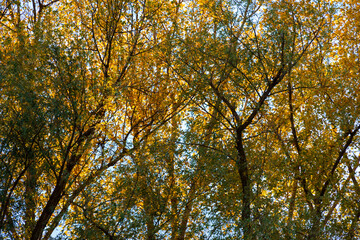 beautiful autumn landscape, trees with yellow leaves against the sky