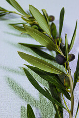 fresh green olive oil leaves