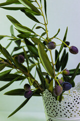 fresh green olive oil leaves