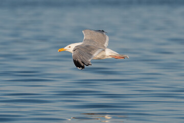 European herring gull - Larus argentatus with spread wings in flight with blue water in backgound....
