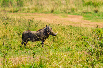 Common warthog (Phacochoerus africanus) at Ngorongoro Crater National Park, Tanzania. Wildlife photo