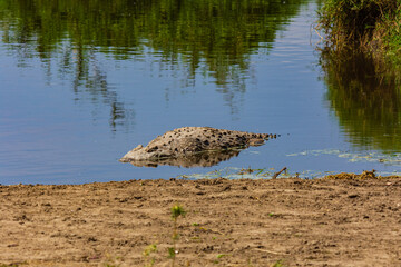 Nile crocodile (Crocodylus niloticus) resting in a water at Serengeti national park, Tanzania. Wildlife photo