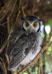 Scops Owl with bright orange eyes looking into the camera