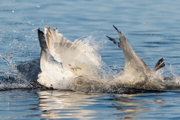 European herring gulls - Larus argentatus fightinh for fish in water. Photo from Szczecin Lagoon in...